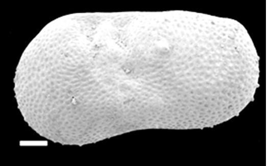 C:\Users\Usuario\Documents\I. rammirezi.jpg