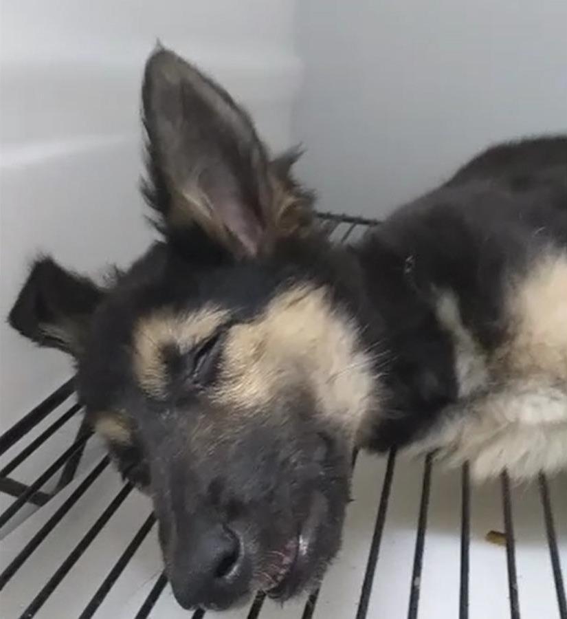 A dog sleeping on a wire rack  Description automatically generated