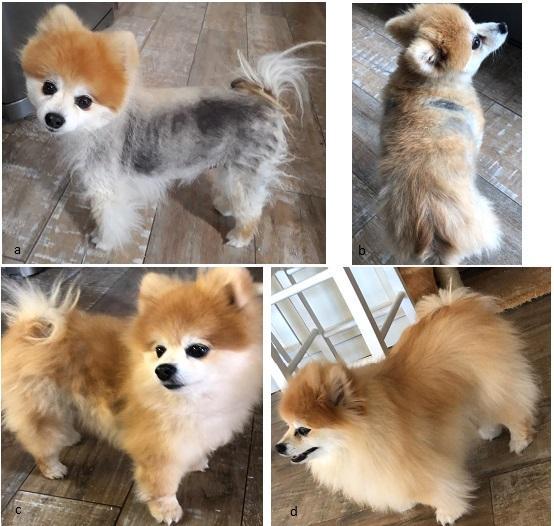 Raposa ao lado de cachorro

Descrição gerada automaticamente
