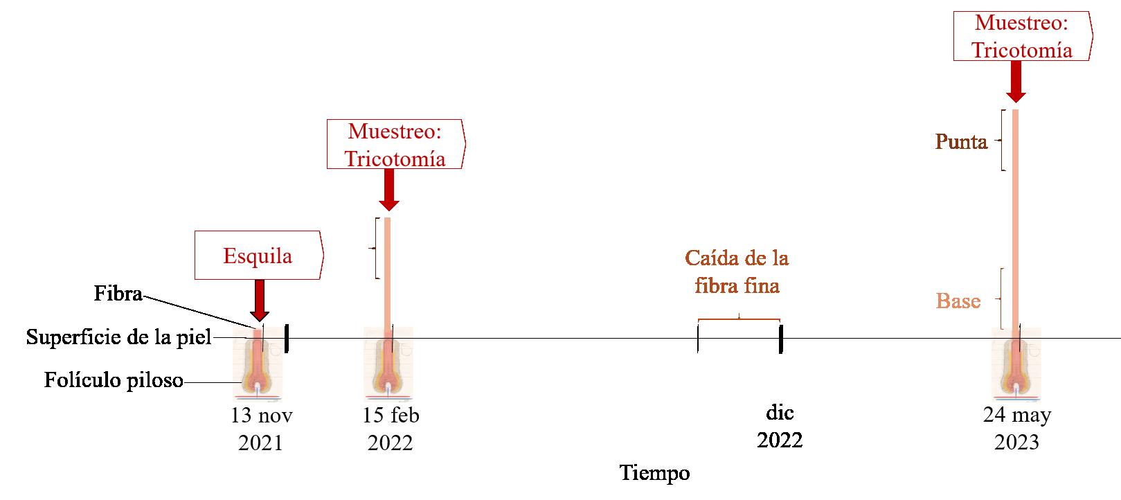 C:\Users\melic\Desktop\Muestreo de fibra caprina para dosaje de cortisol.