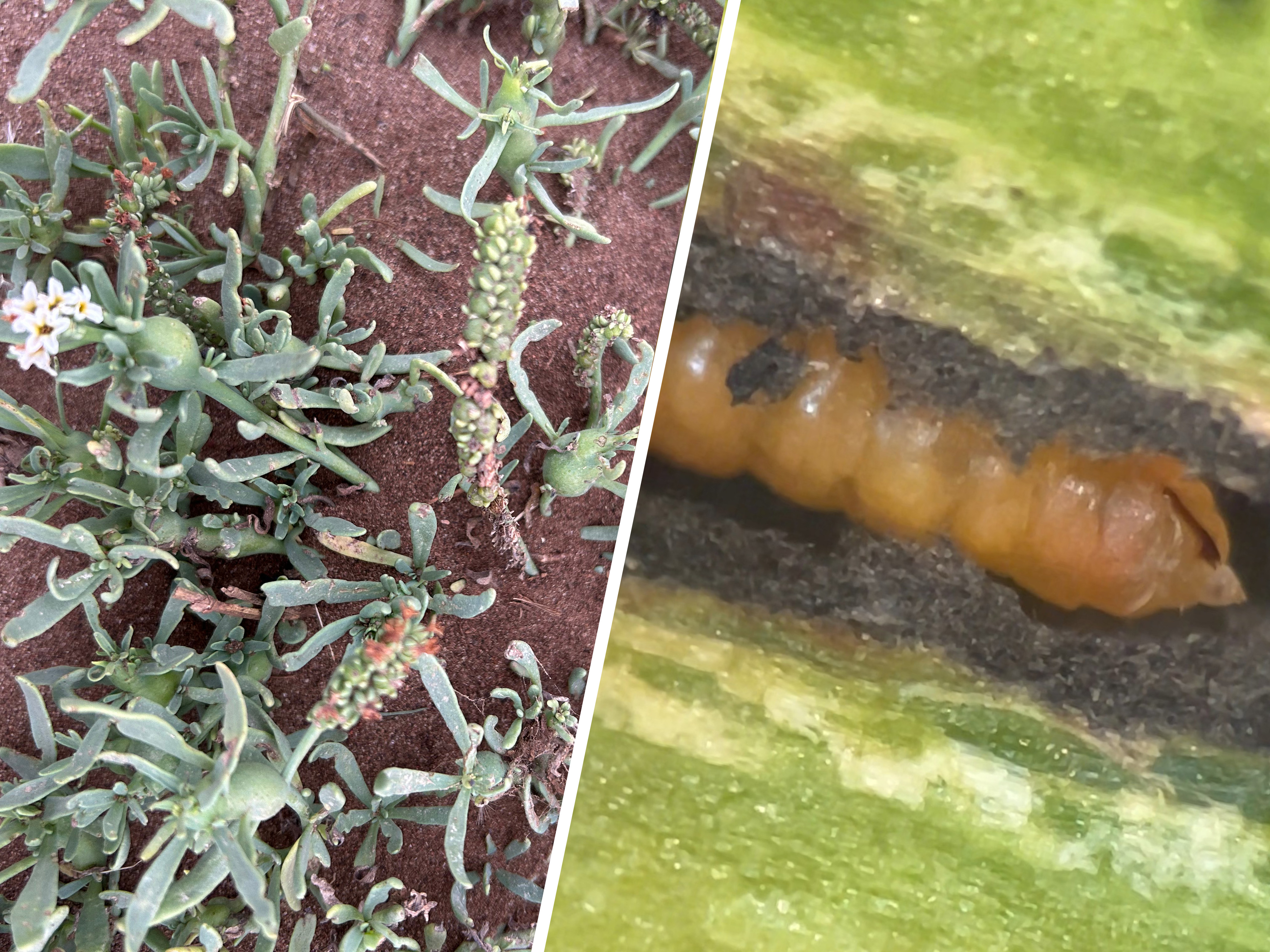 Heliotropum y Neolasioptera tridentifera (Diptera: Cecidomyiidae) 