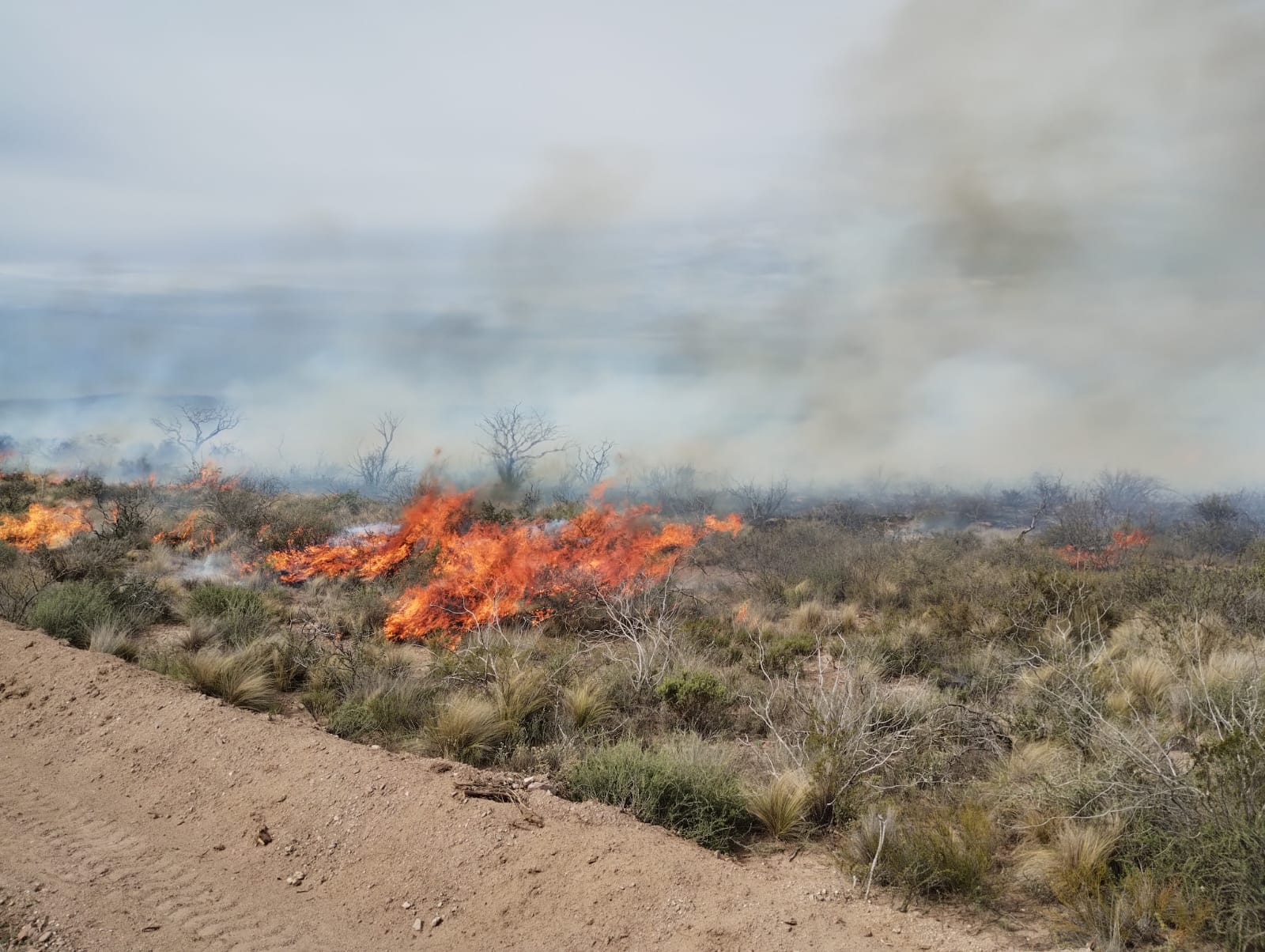 Quema prescrita (fotografía: E. F. A. Morici)