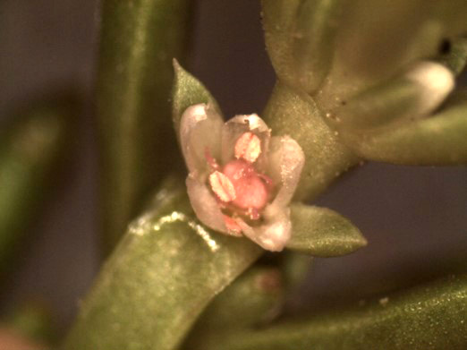 Montia fontana