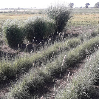 Reproducción de especies pertenecientes al Banco de Germoplasma (Anguil, La Pampa, Argentina)