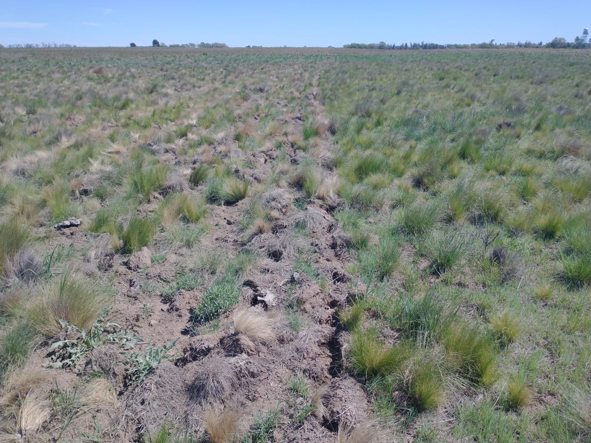 Pasto llorón renovado (fotografía: F. Kent)