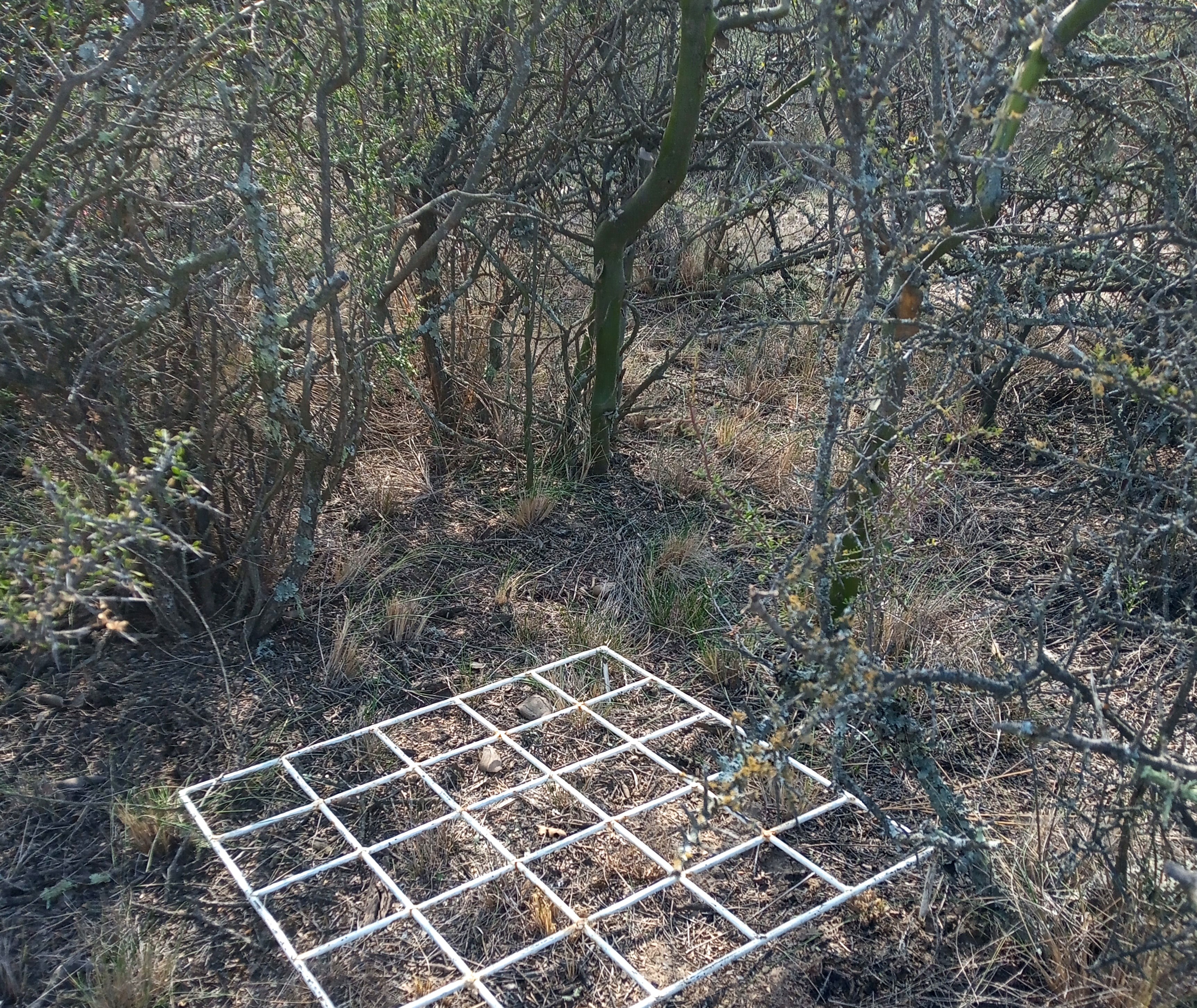 Estado de salud del paztizal