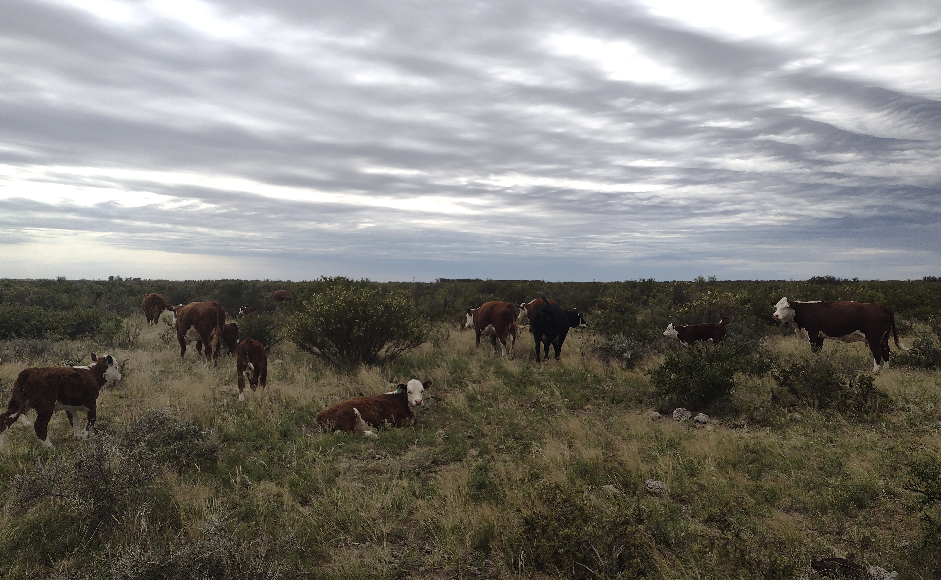 Ganadería en pastizal