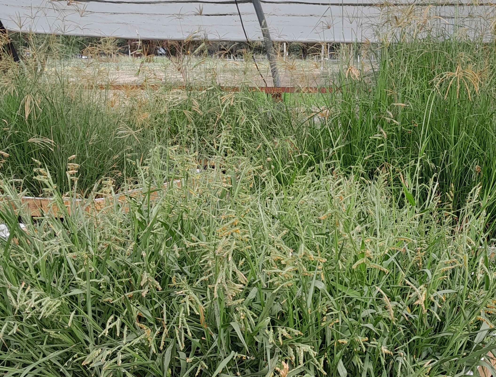 Urochloa y Chloris