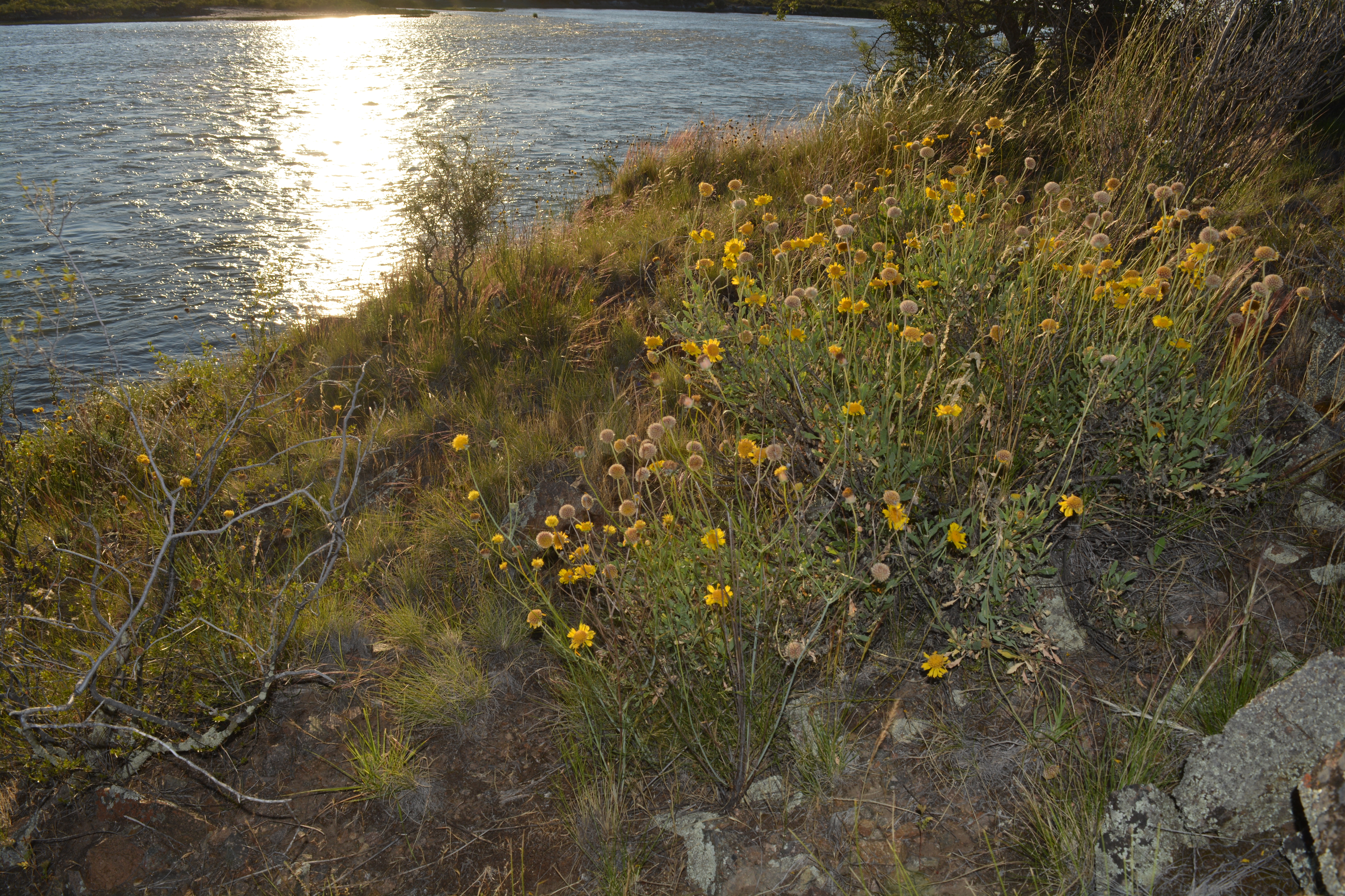 Margarita pampeana (Gaillardia cabrerae)